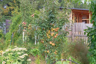 Columnar apple trees with apples in the country.