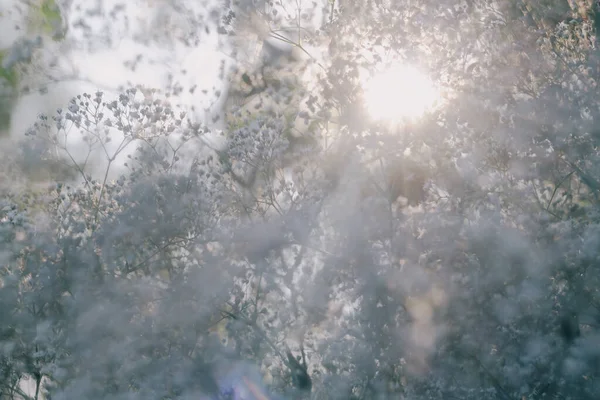 Weiße Zigeunerblumen Wie Schnee Erzeugen Einen Schönen Weißen Verschwommenen Hintergrund — Stockfoto