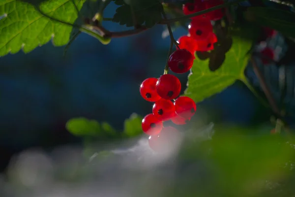 Kvist Med Röda Vinbär Vinbärsbuske Bland Gröna Blad Närbild — Stockfoto