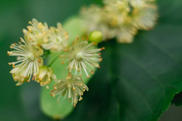 Macrophoto Hárs Virágok Egy Növény Puha Fókusz — Stock Fotó