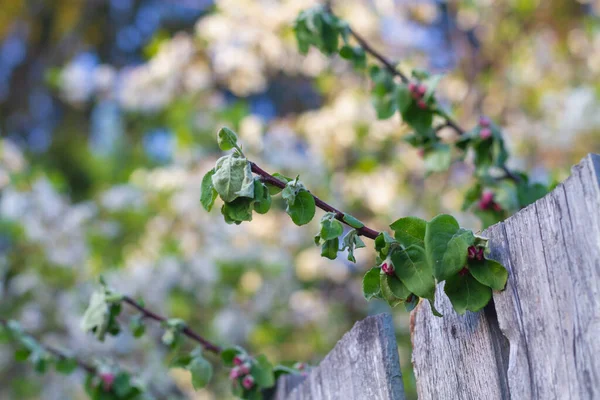 Welke Rosenknospen Von Apfelbäumen Frühling — Stockfoto