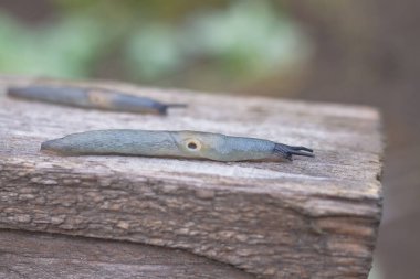 Tahta üzerinde sürünen bir sümüklü böcek, yapışkan bir sümüklüböcektir.