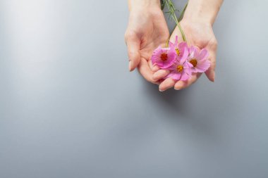 Pink flowers in womens hands as a symbol of hand care, manicure