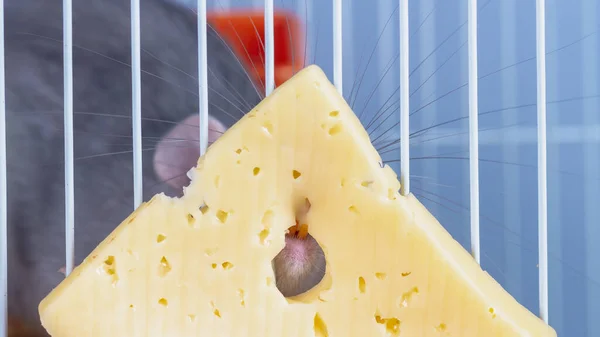 A pet rat in a cage has a large piece of cheese — Stock Photo, Image