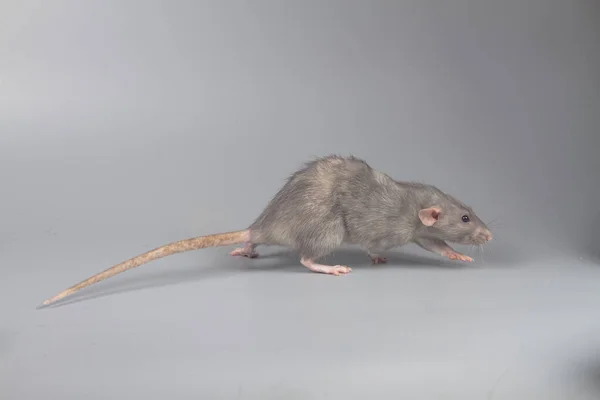 A gray rat runs away from danger on a gray background — Stock Photo, Image