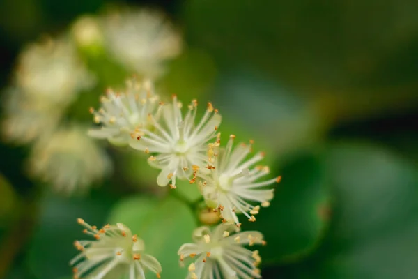 Макрофото квітів липи на рослині в м'якому фокусі — стокове фото