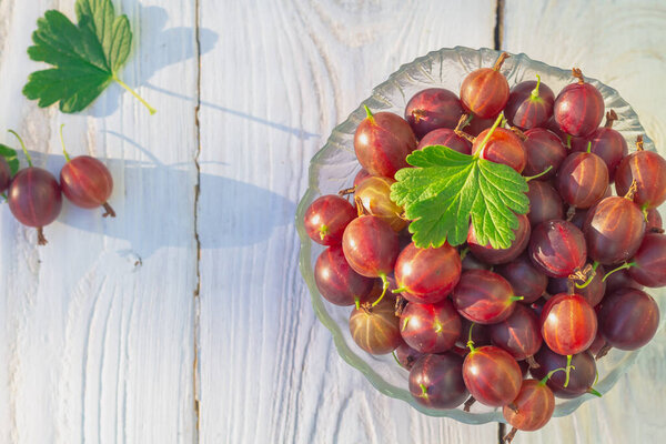 Ripe red gooseberries in a plate, gooseberry harvest, ripe red gooseberry berries on a white wooden table in the garden in summer.