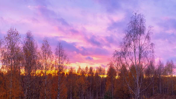 Розовый Сиреневый Закат Небе Осенью Фоне Оранжевой Листвы Берез — стоковое фото