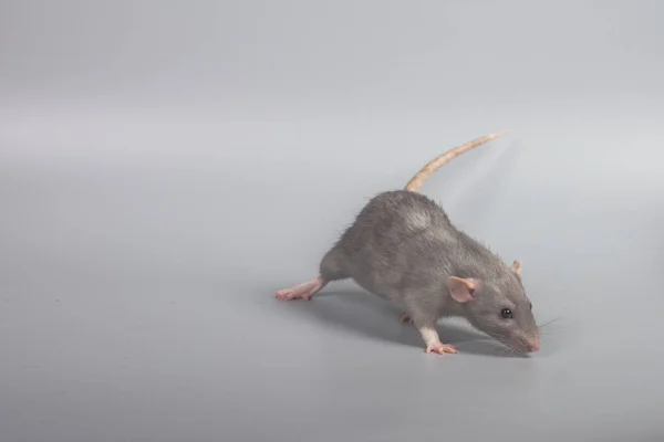 Grey Rat Čichá Hledá Potravinářský Sýr Šedém Pozadí — Stock fotografie