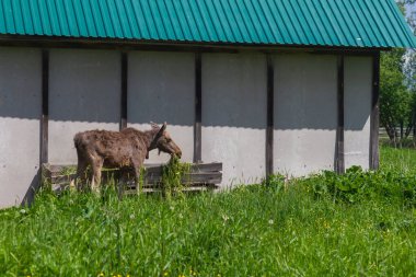Yavru geyikler, beslenen hayvanların söğüt dallarıyla beslenir. İnsanlar, fidanlıktaki geyikleri besler..