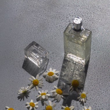 Papatya esansı, papatya çiçeğiyle dolu cam bir şişede..