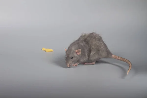 Grey Rat Sniffs Searches Food Cheese Grey Background — Stock Photo, Image