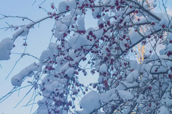Ett Vilt Äppelträd Med Små Röda Äpplen Täckt Med Snö — Stockfoto