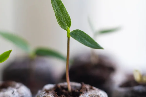 Brotes Plántulas Plantas Pimienta Suelo Plántulas Pequeñas Para Crecer Invernaderos — Foto de Stock