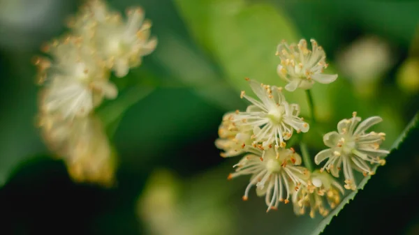 柔らかい焦点で植物上のリンデンの花のマクロ写真 — ストック写真