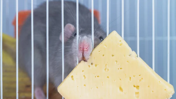 Szczur Próbuje Odgryźć Kawałek Sera Przez Kraty Klatce — Zdjęcie stockowe