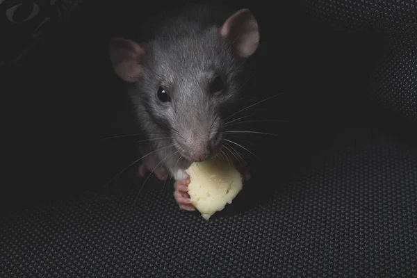Gray Pet Rat Eats Cheese Dark Gray Sofa Hole — Stock Photo, Image