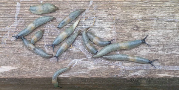 Las Babosas Arrastran Sobre Madera Podrida Húmeda Montón Plagas Babosas — Foto de Stock