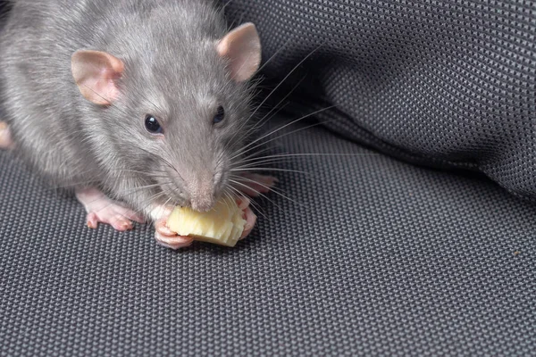 一只灰色的宠物鼠在深灰色的沙发上吃奶酪 就像在洞里一样 — 图库照片