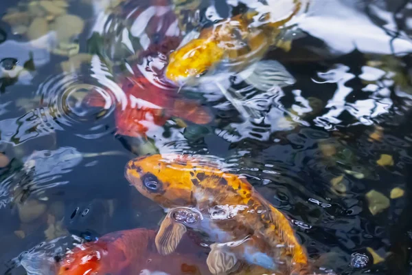 Grande carpe ornementale de couleurs orange et jaune nage dans un étang artificiel — Photo