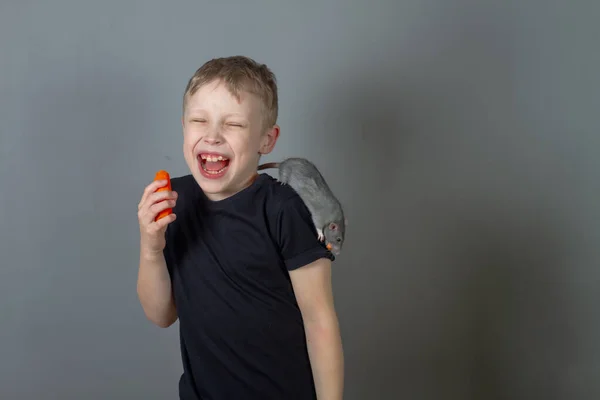 Un chico caucásico se ríe y come una zanahoria vegetal, una rata gris mascota en su hombro y un niño con una camiseta negra sobre un fondo gris —  Fotos de Stock