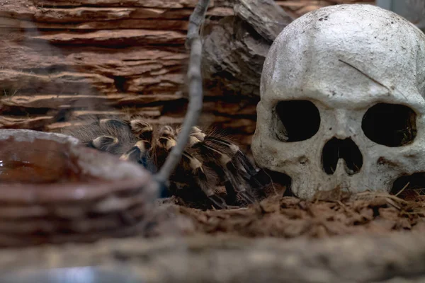Large Bird Eating Spider Terrarium Next Human Skull Symbol Death — Stock Photo, Image