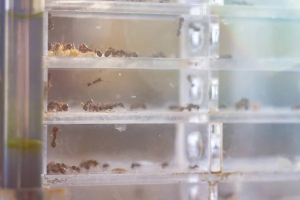 Una Granja Hormigas Con Una Colonia Hormigas Recipiente Transparente Para Imagen de stock