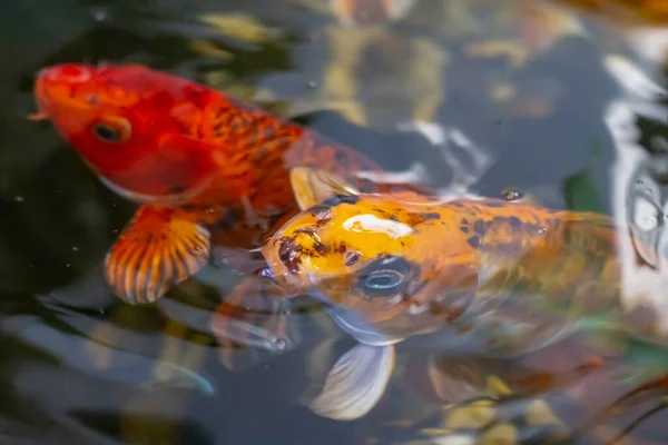 Ikan Mas Ornamental Besar Berwarna Jingga Dan Kuning Berenang Kolam — Stok Foto