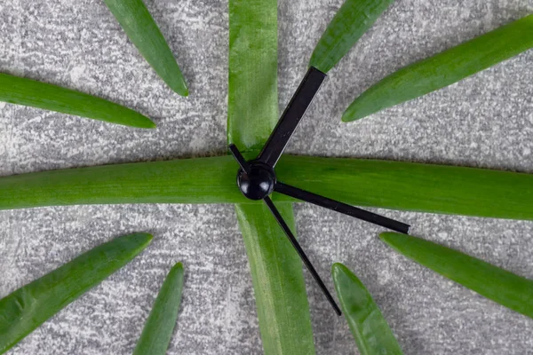 Ένα Ρολόι Φτιαγμένο Από Φύλλα Πράσινου Κρεμμυδιού Δείχνει Χρόνο — Φωτογραφία Αρχείου