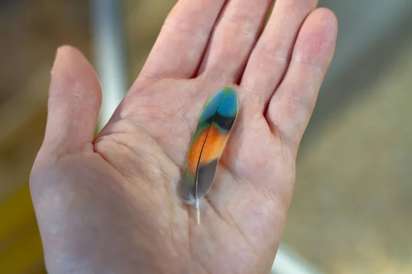 Bunte Papageienfeder Auf Der Hand Eines Menschen — Stockfoto