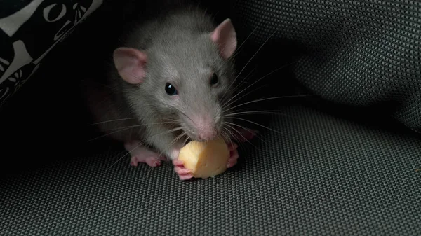 Eine Graue Hausratte Frisst Käse Auf Einem Dunkelgrauen Sofa Wie — Stockfoto