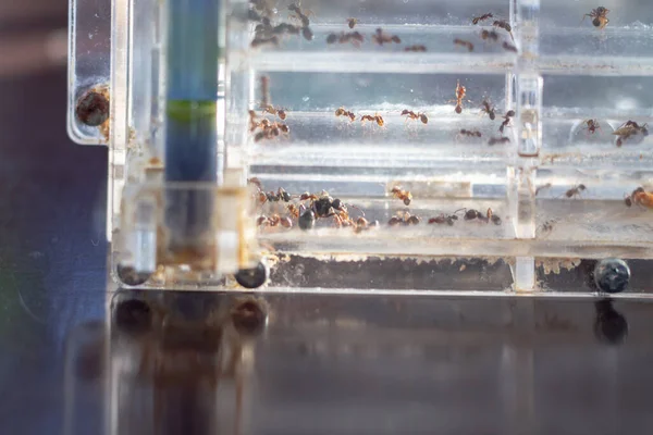 An ant farm with a colony of ants in a transparent container for studying and observing the life of ants.