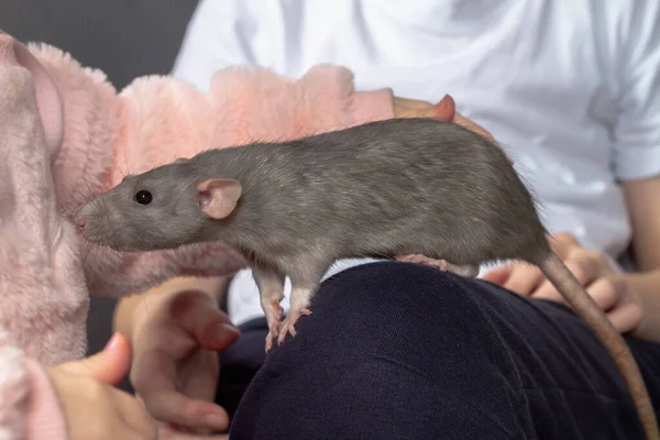 Children Hold Gray Pet Rat Lap Stroke Beloved Pet Hands — Stock Photo, Image