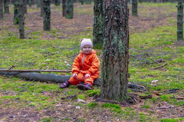 Babykaukasisk Flicka Vilar Skogen Hösten Ett Barn Sitter Stock Tallskog — Stockfoto