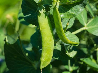 Bezelye kabukları. Bahçede güneşin altında bezelye kabukları, yeşil kabuklu bir sebze bitkisine yakın çekim, organik bahçe ve eko-çiftçilik kavramı, dikey. Metin için alanı olan bitkilerin arkaplanı