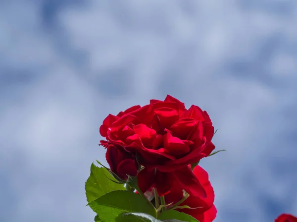 Červená Růže Proti Modré Obloze Přední Pohled Průměrné Vzdálenosti Kvetoucí — Stock fotografie