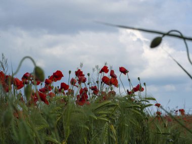 Mavi gökyüzüne karşı düşük açılı buğday kulakları ve parlak kırmızı gelincikler. Aşağıdan alınmış yeşil tahıl tarlasında kırmızı gelincikler. Mavi gökyüzü arka planında güzel bir doğa