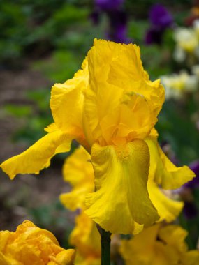 Sarı bir iris çiçeğinin yakın plan görüntüsü. Sarı iris çiçeği ve tomurcukları, su bayrağı (Iris pseudacorus), doğa fotoğrafçılığı yüzeysel alan derinliği. Yeşil arka planda sarı çiçek. Sumpfschwertlilie.