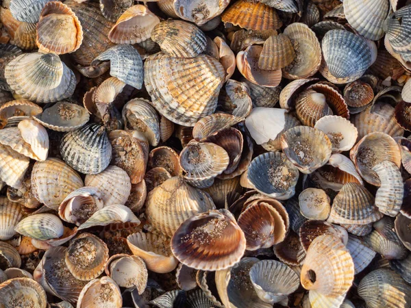 Muscheln Jakobsmuscheln Bedecken Die Oberseite Des Mehrfarbigen Strand Ozean Hintergrund — Stockfoto