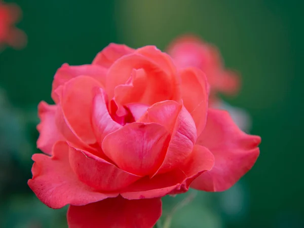 美丽的老式玫瑰 自然背景 花园里一朵红玫瑰 — 图库照片