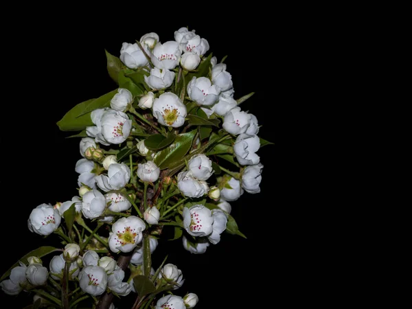 黒い背景に咲く梨の白い小枝 バナーまたは休日証明書 コピーする場所 テキストの場所 夜に果物の木の開花枝 春の時間 — ストック写真