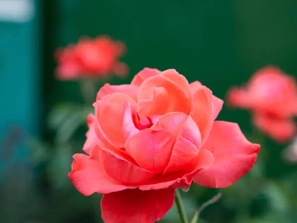 Pupeny Květy Růžovo Červených Růží Jemnými Okvětními Lístky Větvi Zelenými — Stock fotografie