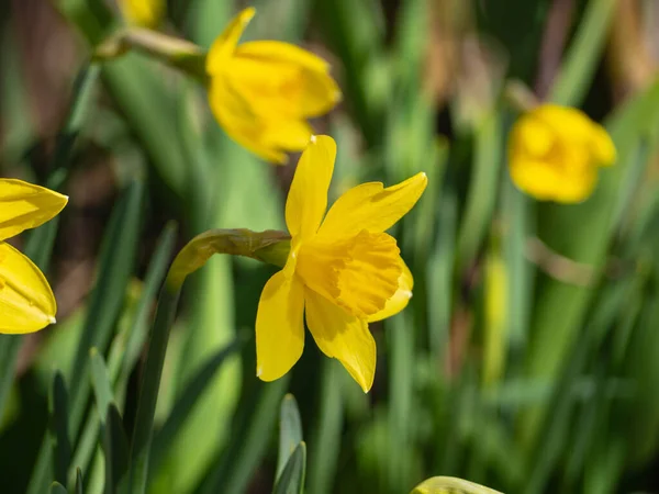 Весной Саду Цветет Желтый Нарцисс Цветок Нарцисса Нарцисс Цветы Зеленые — стоковое фото