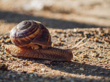 Üzüm salyangozu. Helix pomatia 'nın (Burgundy salyangozu, Roma salyangozu, yenilebilir salyangoz, Weinbergschnecke, salyangoz) yatay yakın plan görüntüsü, seçici odaklanma ile yüzeyde kayan.
