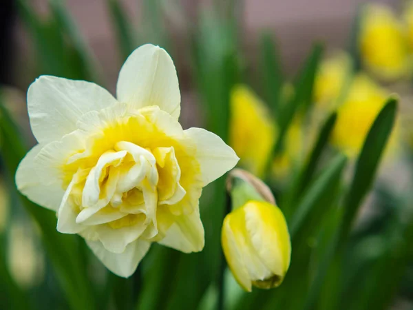 Терри Нарцисс Красивый Махровый Цветок Нарцисса Лепестками Белых Желтых Цветов — стоковое фото