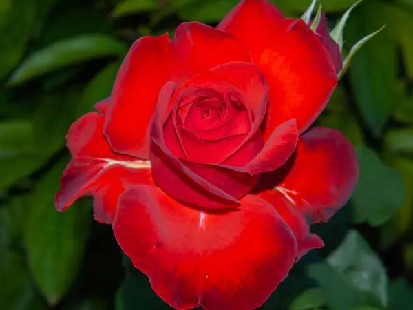 花园里美丽的玫瑰花 在深绿色背景上的一朵红玫瑰的特写 大自然 红玫瑰 情人节 婚礼当天的背景 是的情人节和结婚的边界 — 图库照片