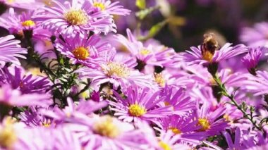 Pembe leylak çiçekleri (Symphyotrichum). Aster sonbahar çiçekli arka plan. Sonbahar çiçekleri. Bal arısı nektar toplar ve polenleri pembe bir Noel papatyasına veya paskalya çiçeğine yayar..
