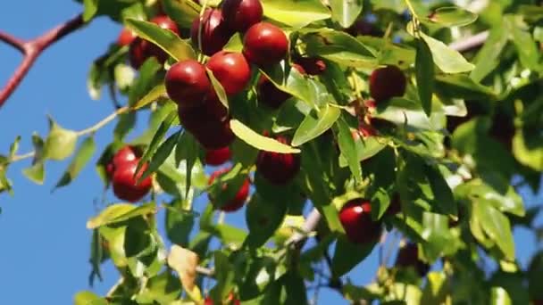 Uma Abundância Marmelada Frutas Tâmaras Chinesas Uma Árvore Jardim Casa — Vídeo de Stock