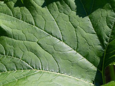 Arka plan için bitkinin yeşil yaprağının soyut dokusu. Soyut desenli doğal yeşil arka plan. Güneş ışığıyla aydınlatılmış yeşil bir yaprağın makro fotoğrafçılığı.