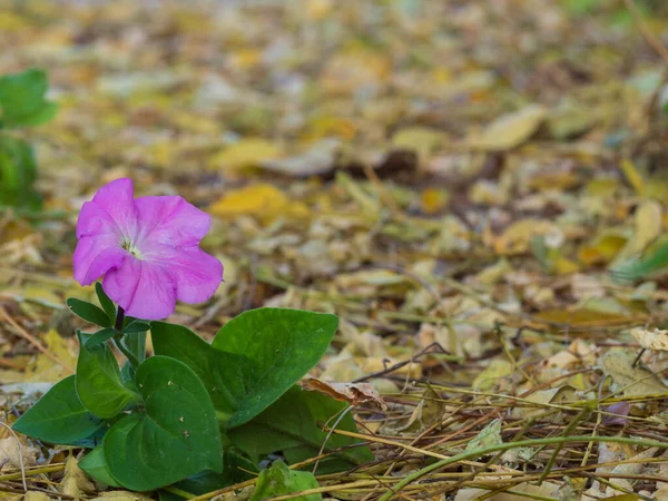 Single Pink Petunia Flower Background Crumbling Yellow Foliage Autumn Background — Stock Photo, Image